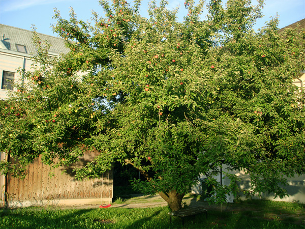 apple tree